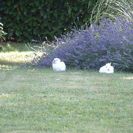 マルコーン Agriturismo Ai Carpiniヴィラ エクステリア 写真