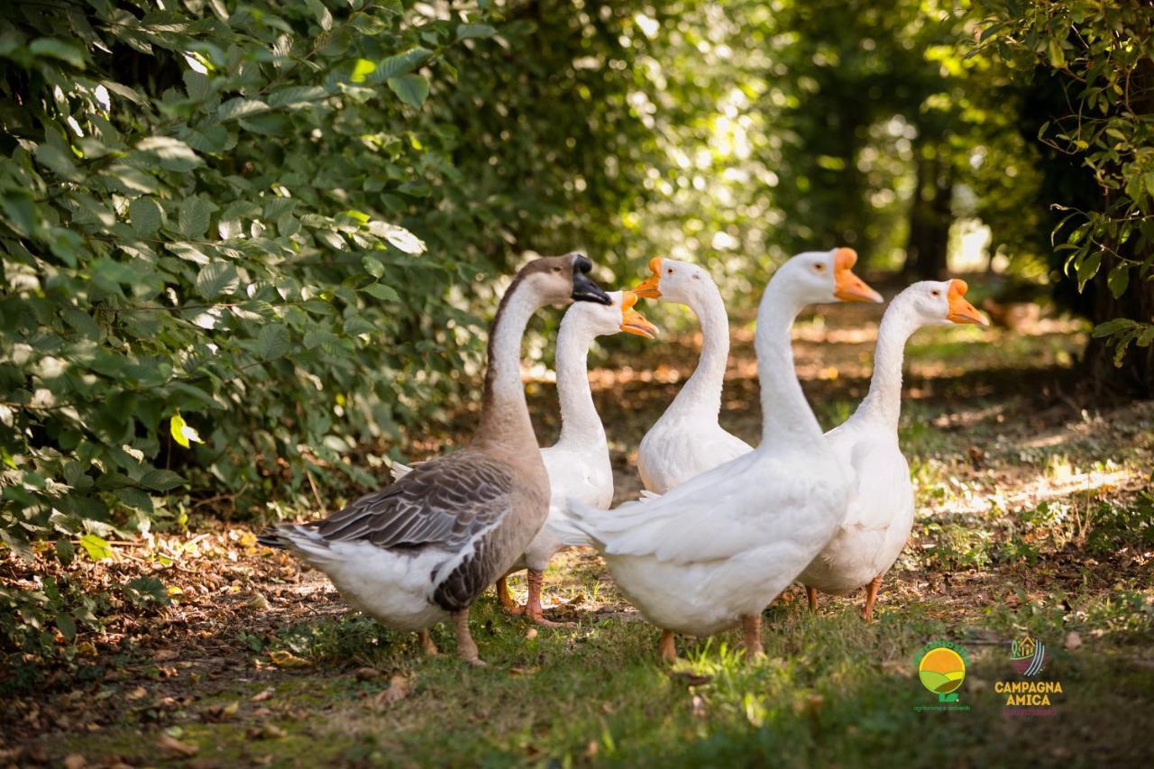 マルコーン Agriturismo Ai Carpiniヴィラ エクステリア 写真